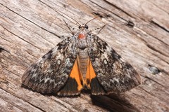 Catocala amica