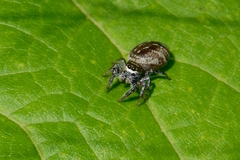 Phidippus princeps