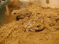 Bufotes viridis viridis