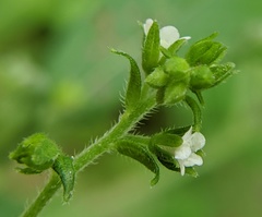 Hackelia virginiana