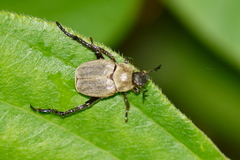 Hoplia modesta