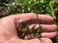 Epilobium lactiflorum