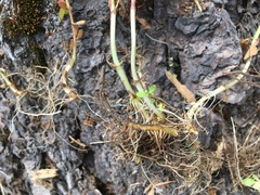 Epilobium lactiflorum