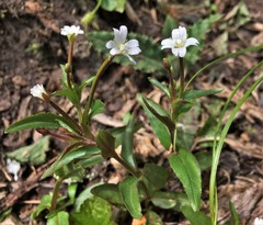 Epilobium lactiflorum
