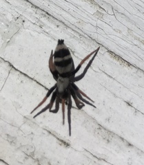 Sergiolus tennesseensis