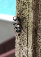 Sergiolus tennesseensis