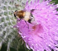 Leucozona lucorum