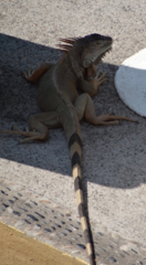 Iguana iguana