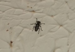 Aegomorphus modestus