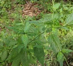 Verbena urticifolia
