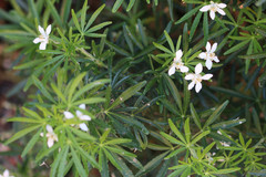 Choisya ×dewitteana