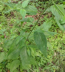 Verbena urticifolia