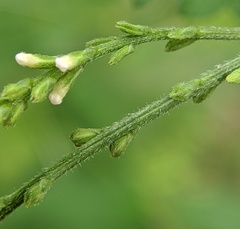 Verbena urticifolia