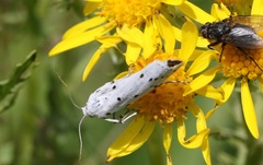 Myelois circumvoluta