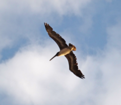 Pelecanus occidentalis