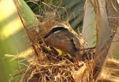 Pitangus sulphuratus