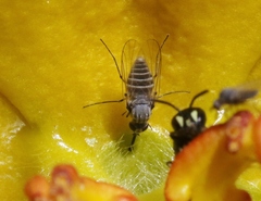 Apolysis