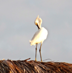 Egretta thula