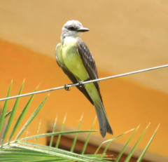 Tyrannus melancholicus