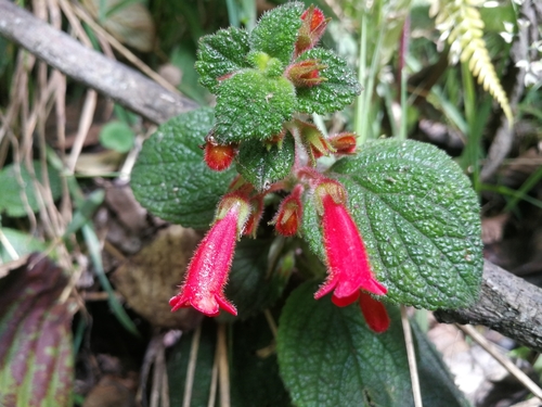 Heppiella ulmifolia