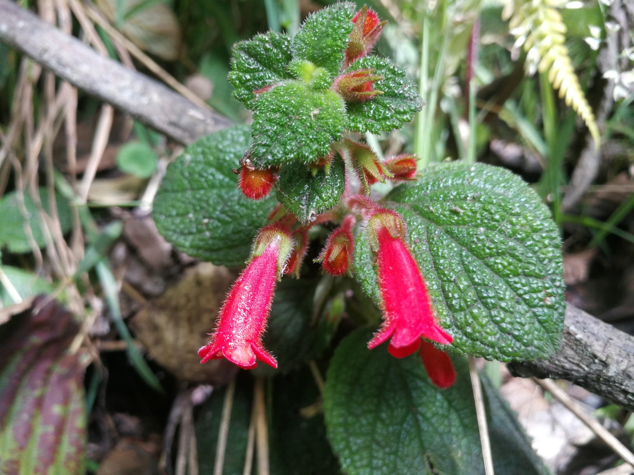 Heppiella ulmifolia
