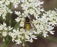 Dolichovespula sylvestris
