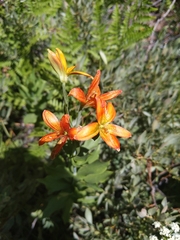 Lilium parvum