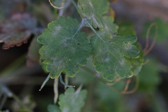 Erysiphe macleayae