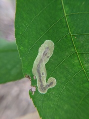 Cameraria caryaefoliella