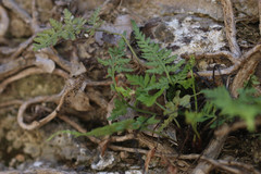 Asplenium adiantum-nigrum