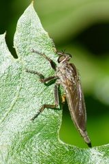 Machimus notatus