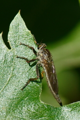 Machimus notatus
