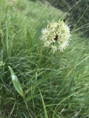 Allium victorialis