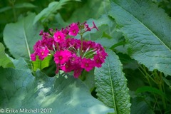 Primula japonica