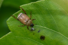Hoplia modesta