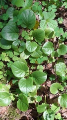 Pyrola rotundifolia