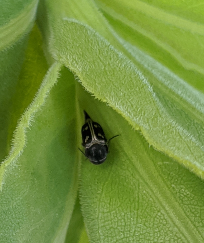 Mordella insulata