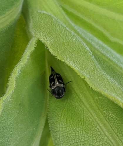 Mordella insulata