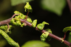 Brachycaudus helichrysi