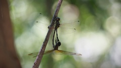 Macrothemis inequiunguis