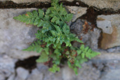 Asplenium adiantum-nigrum