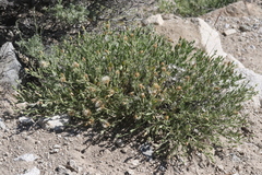 Brickellia oblongifolia