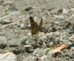 Carterocephalus mandan