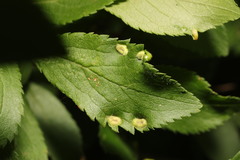 Eriophyes similis