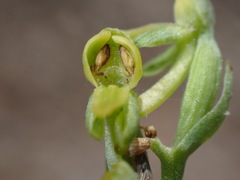 Platanthera tescamnis