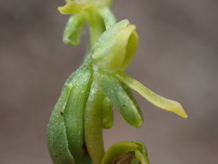 Platanthera tescamnis