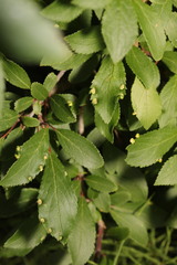 Eriophyes similis