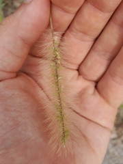 Setaria corrugata