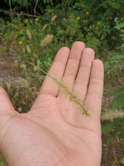 Setaria corrugata