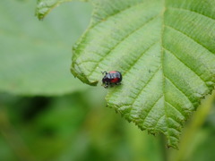 Synolabus bipustulatus
